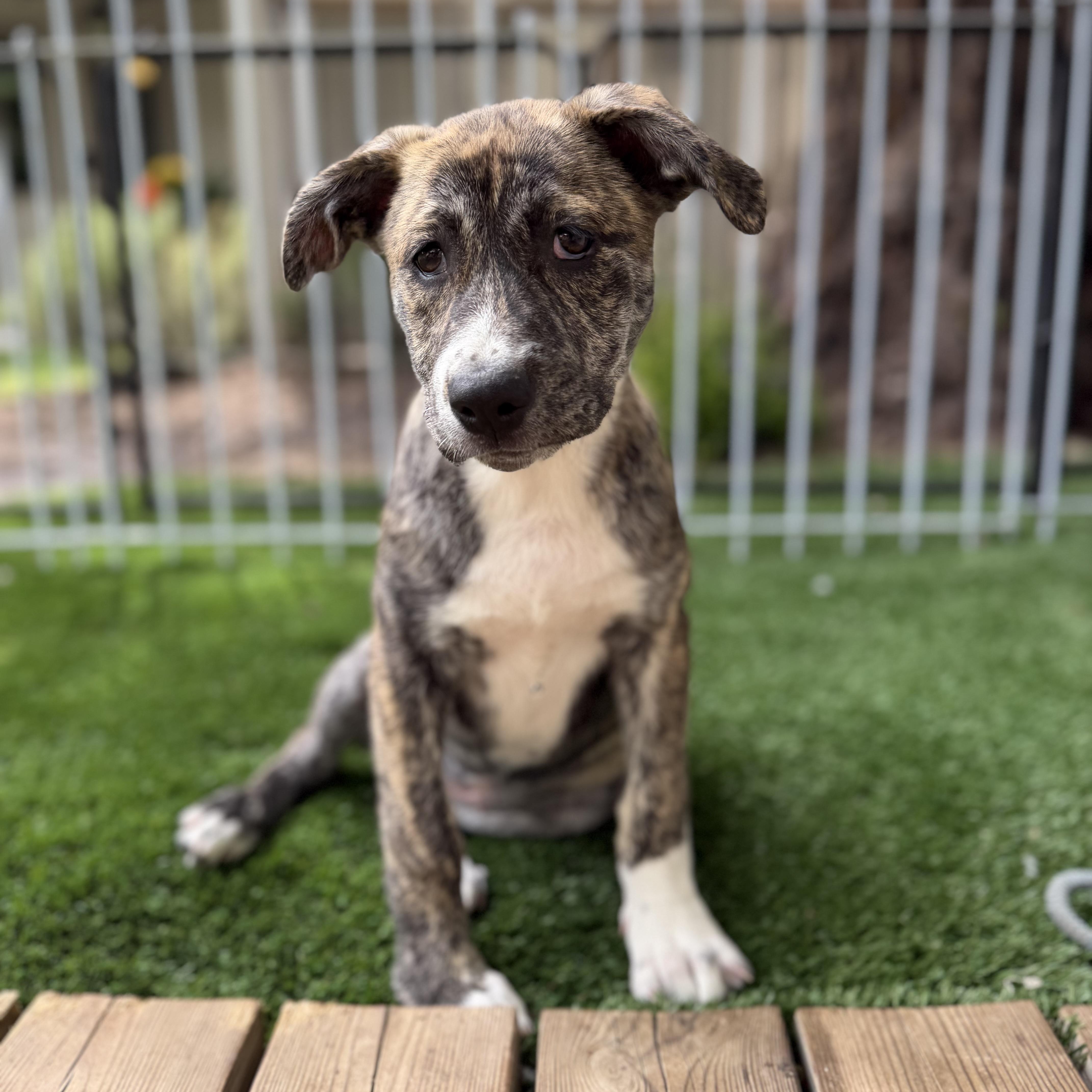 A baby medium-sized female Mixed Breed dog named Jan for adoption in Burbank, CA