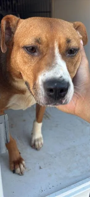 Bianca