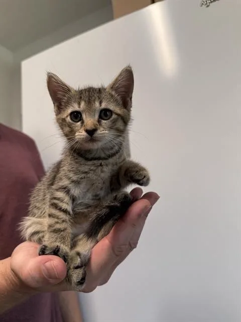 A baby small-sized female Domestic Short Hair cat named Julie for adoption in Haw River, NC