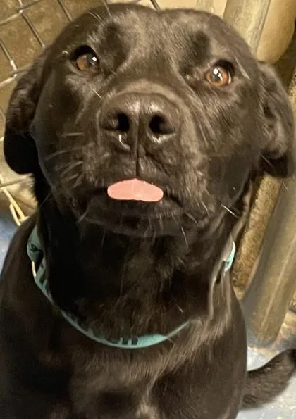 An adult large-sized male Labrador Retriever dog named Bandit for adoption in Fairhope, AL