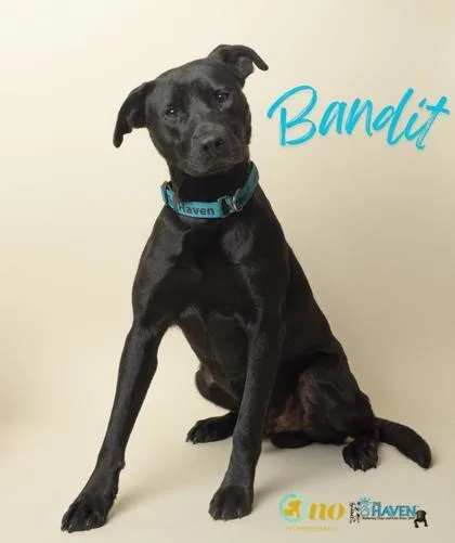 Bandit thumbnail 2