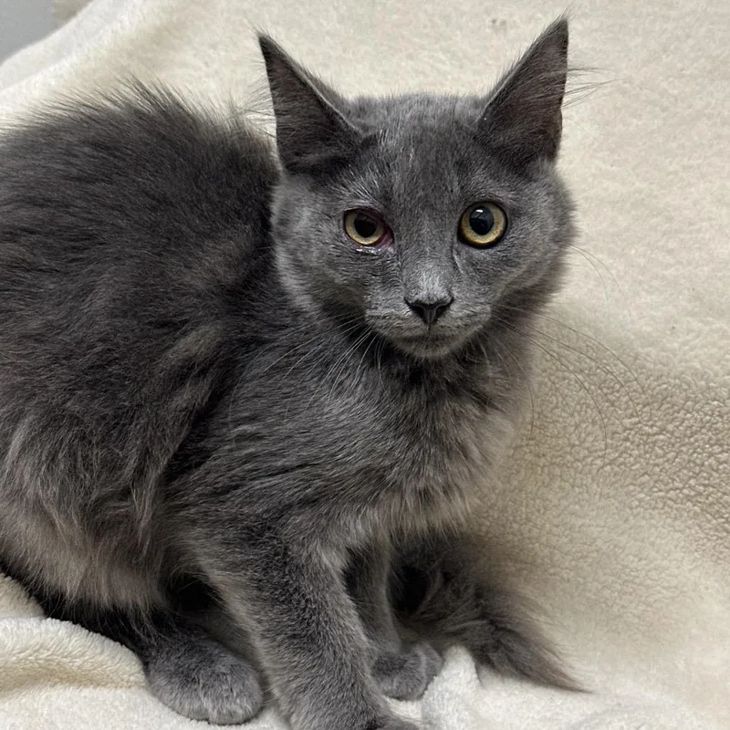 A baby small-sized female Gray / Blue / Silver Domestic Short Hair cat named Breezy for adoption in Matteson, IL