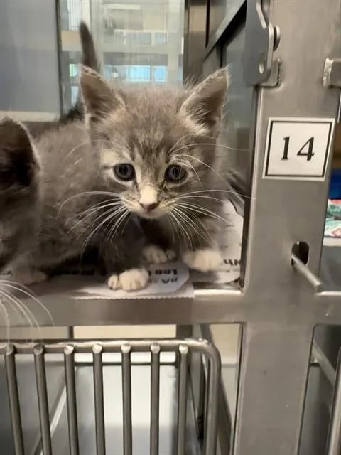 A baby small-sized male Domestic Short Hair cat named Slim for adoption in Baytown, TX