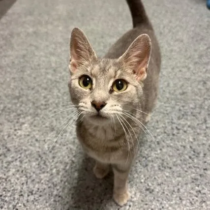 An adult medium-sized female Tabby (Gray / Blue / Silver) Domestic Short Hair cat named Gracie for adoption in Circleville, OH