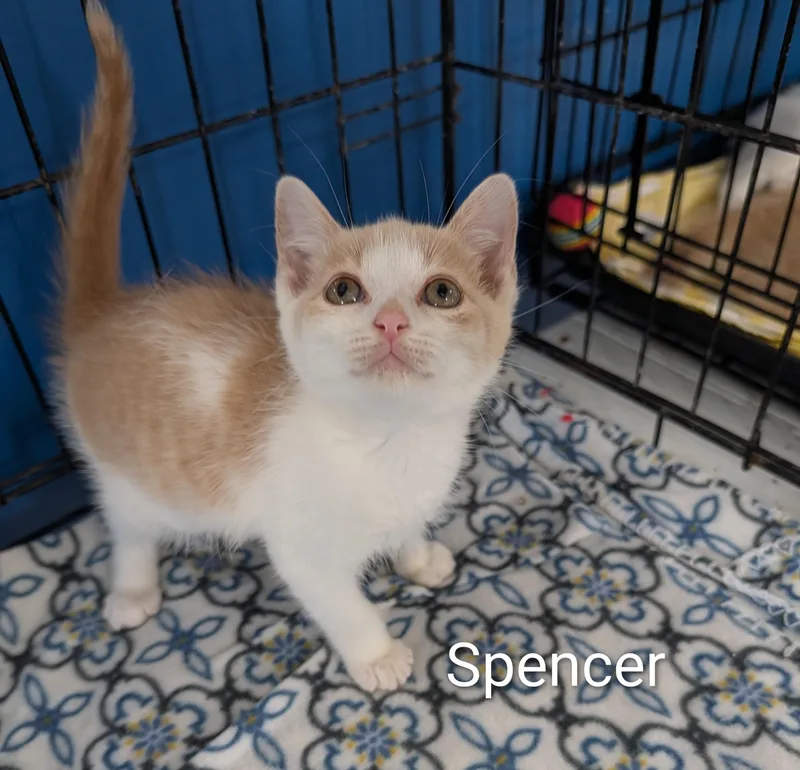 A baby medium-sized male Buff & White Domestic Short Hair cat named Spencer for adoption in Waterloo, IA