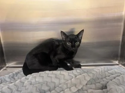 A baby medium-sized female Domestic Short Hair cat named Lucia for adoption in Independence, MO