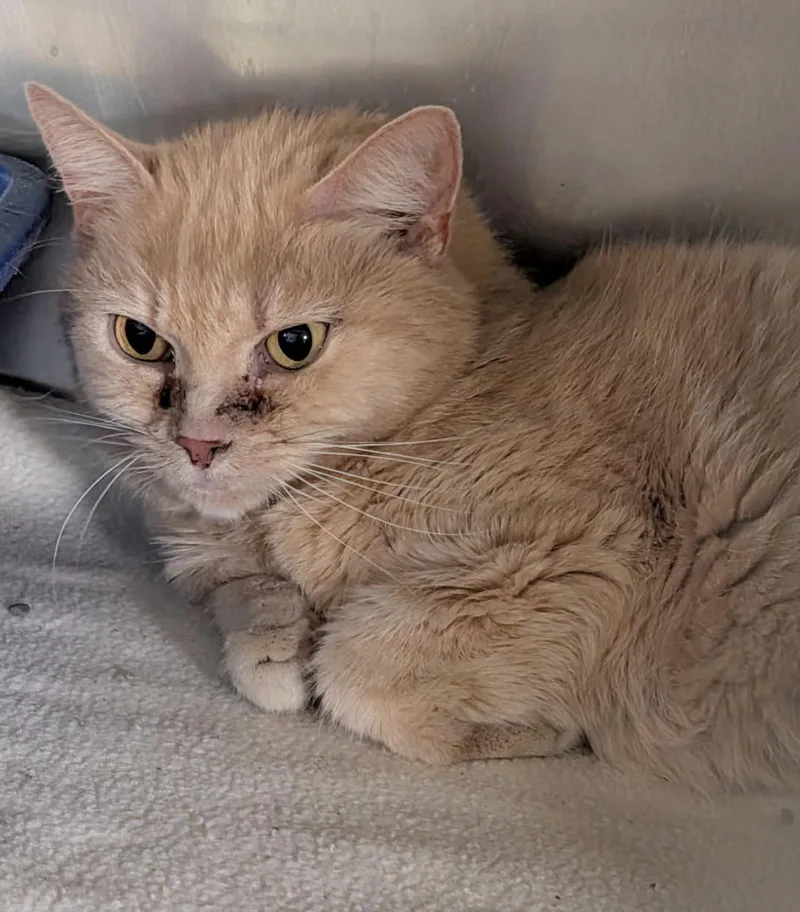 A senior medium-sized female Tabby cat named Eleanor for adoption in Marietta, OH