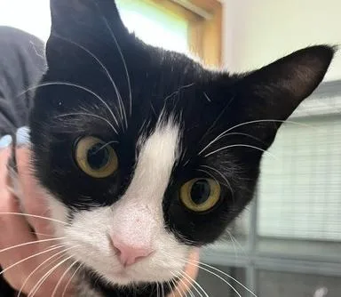 An adult medium-sized female Black & White / Tuxedo Domestic Short Hair cat named Violet of for adoption in Anoka, MN
