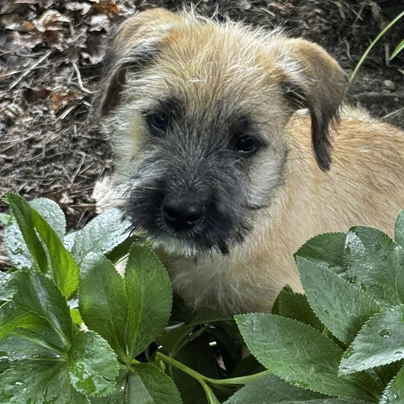 A baby small-sized male Yellow / Tan / Blond / Fawn Terrier dog named Gunnison for adoption in Cincinnati, OH