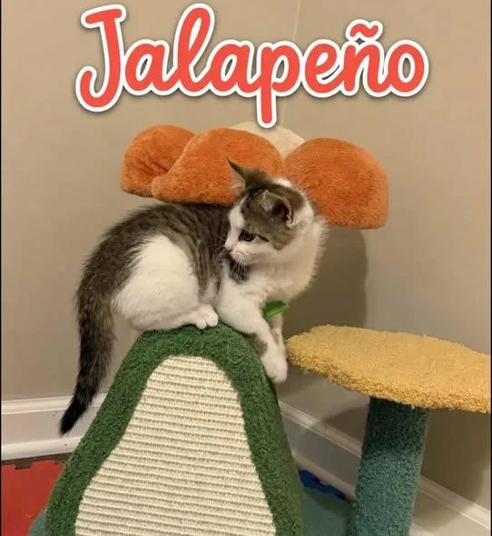 Jalapeno