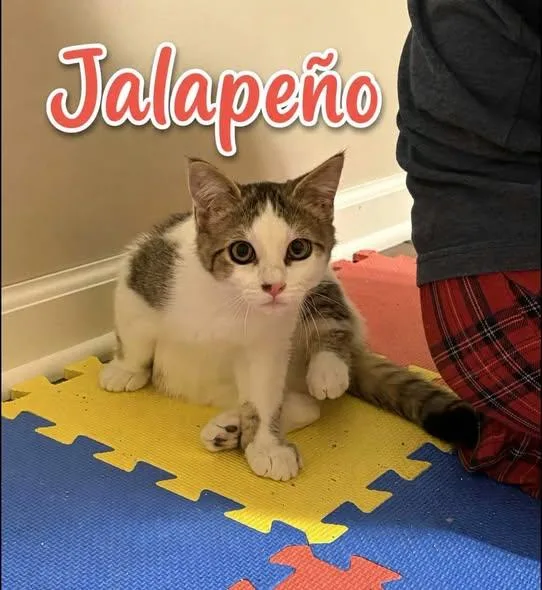 Jalapeno thumbnail 2