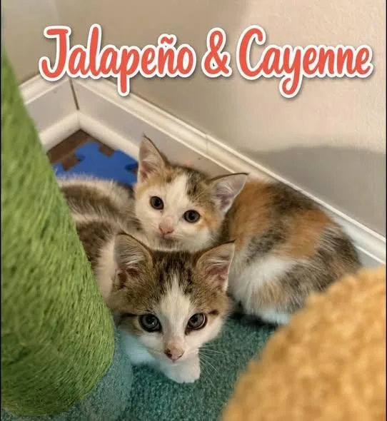 Jalapeno thumbnail 3