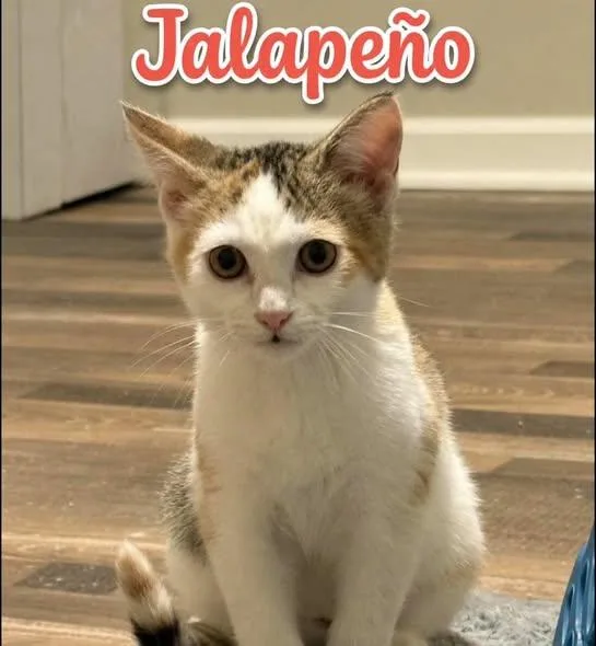 Jalapeno thumbnail 4
