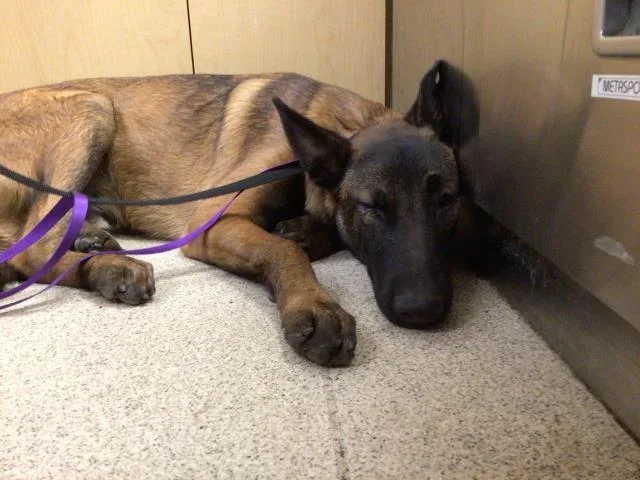 A young large-sized male Belgian Shepherd / Malinois dog named Silas for adoption in Riverside, CA