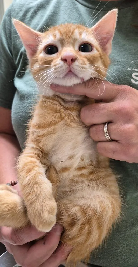A baby medium-sized male Domestic Short Hair cat named Vermilion for adoption in Christiansburg, VA