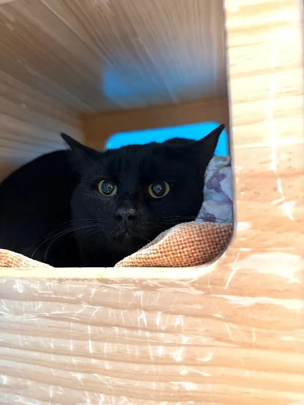 An adult medium-sized male Black Domestic Short Hair cat named Jimmy Price for adoption in Fort Collins, CO