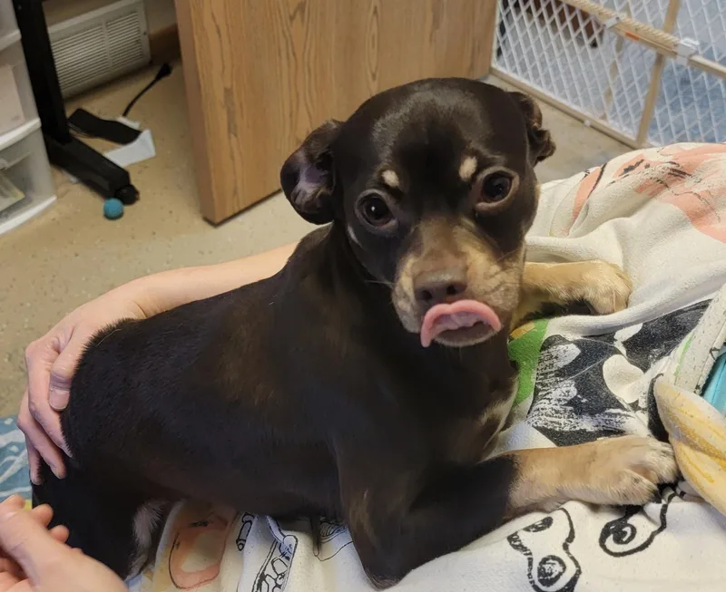 An adult small-sized female Yellow / Tan / Blond / Fawn Chihuahua dog named Runah for adoption in Wahpeton, ND