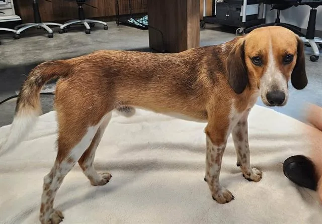 A young medium-sized male Plott Hound dog named Finn for adoption in Brunswick, GA