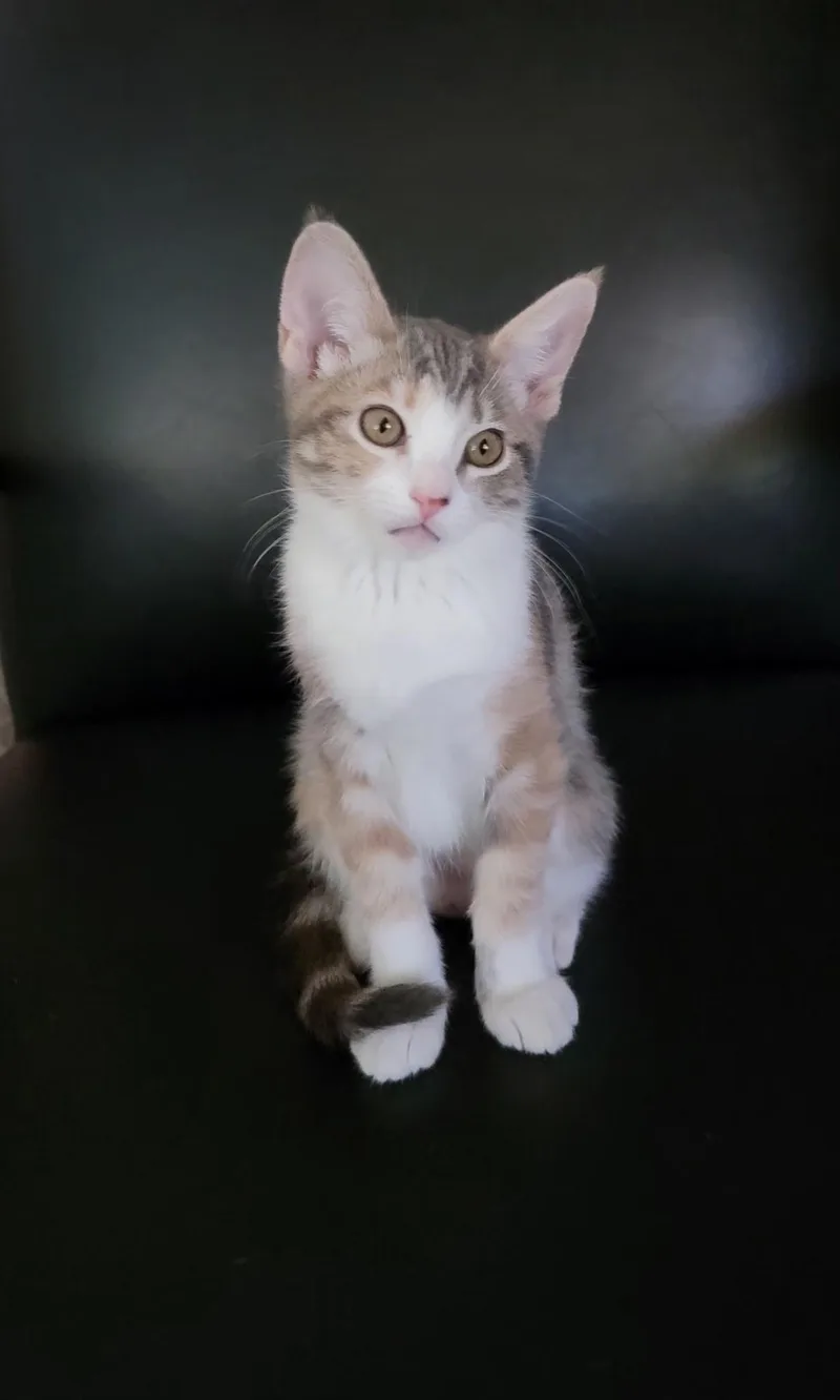 A baby small-sized female Domestic Short Hair cat named Koe for adoption in Fountain Hills, AZ
