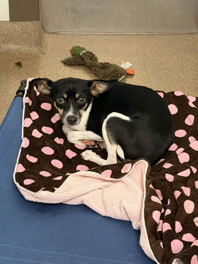An adult small-sized male Tricolor (Brown, Black, & White) Rat Terrier dog named Remington for adoption in Chambersburg, PA