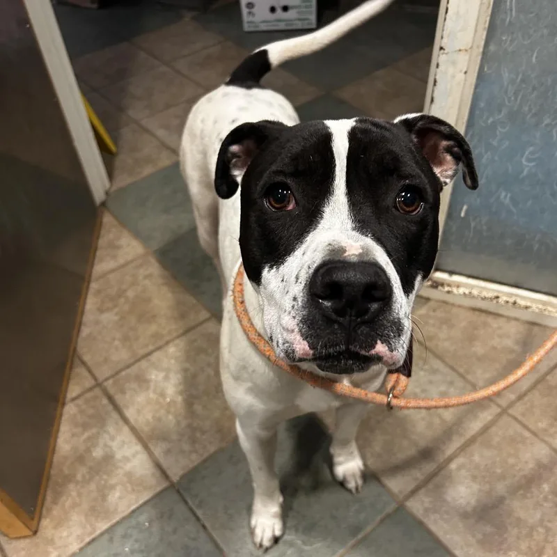 An adult large-sized male White / Cream Mixed Breed dog named Stallone for adoption in Chattanooga, TN