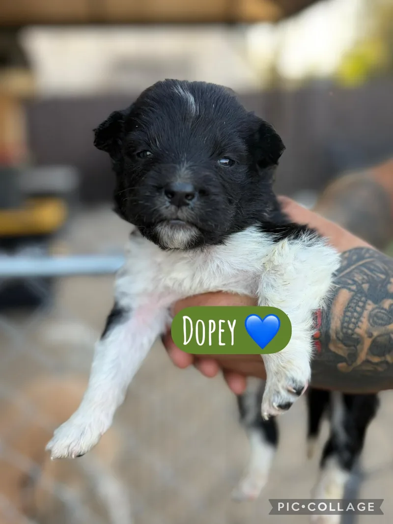 A baby medium-sized male Akita dog named Dopey for adoption in Lodi, CA