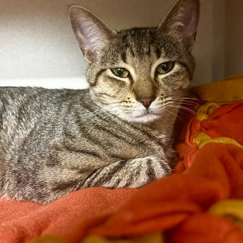 A young large-sized male Brown / Chocolate Domestic Short Hair cat named Pinto for adoption in Wheeling, IL