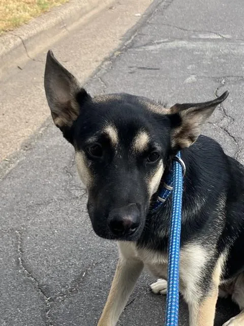 A young medium-sized female Mixed Breed dog named Oreo for adoption in Dallas, TX