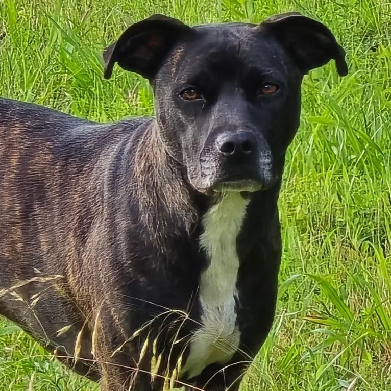 Cheyenne