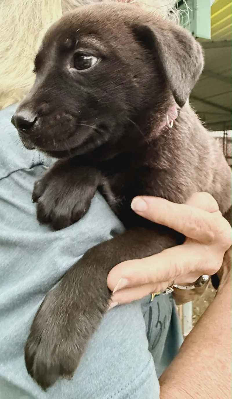 A baby medium-sized female Black Labrador Retriever dog named Sapphire Sparkly for adoption in Andover, MA