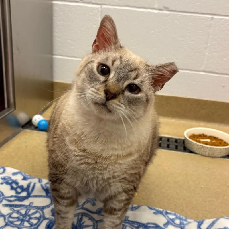 A senior extra large-sized female Cream / Ivory Siamese cat named Charlotte for adoption in West Palm Beach, FL