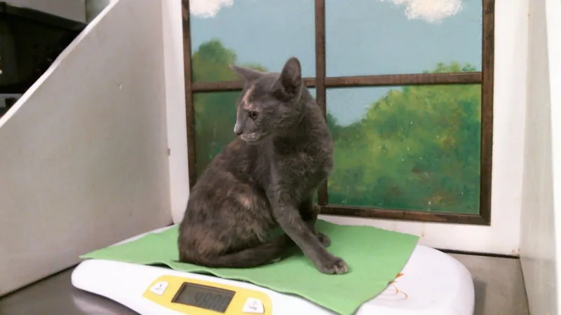 A baby small-sized female Domestic Short Hair cat named Vanessa for adoption in Houston, TX