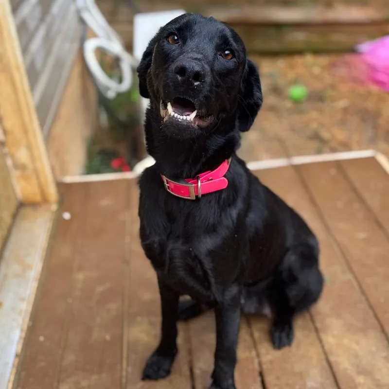 An adult medium-sized female Black Labrador Retriever dog named Joyful Noise for adoption in Fredericksburg, VA
