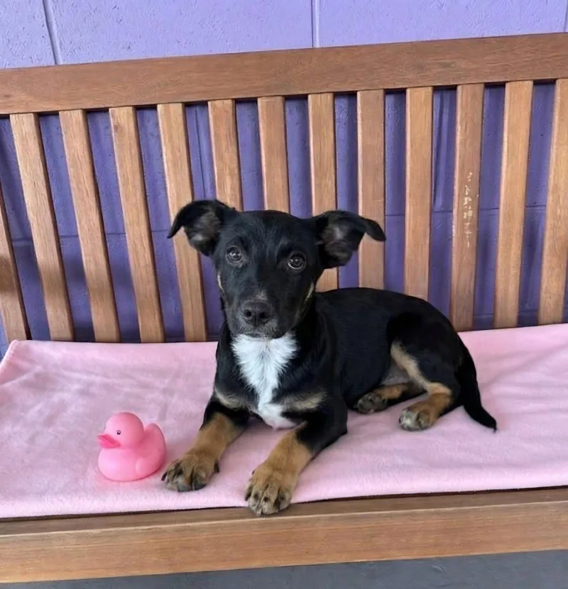 A baby medium-sized female Dachshund dog named Eve for adoption in North Prairie, WI