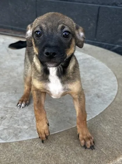 A baby small-sized male Chihuahua dog named Twinkie for adoption in Wilkesboro, NC