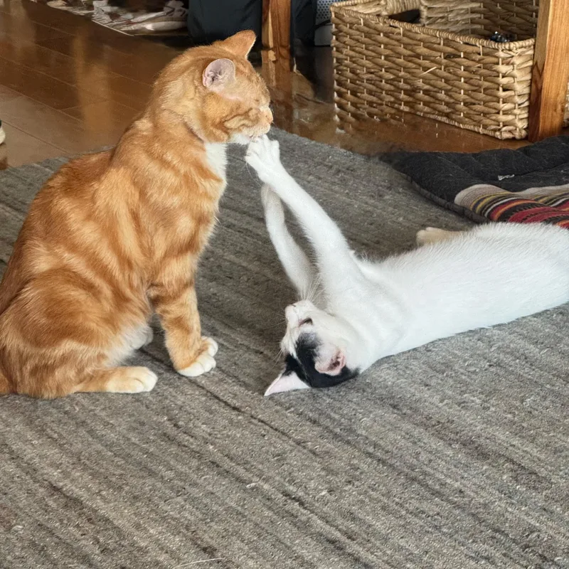 A young medium-sized female Orange & White American Shorthair cat named Gies & Bubba N for adoption in New York, NY