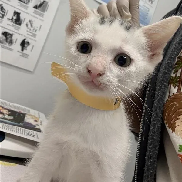 A baby small-sized male White Domestic Short Hair cat named Tinky Winky for adoption in Jacksonville, FL