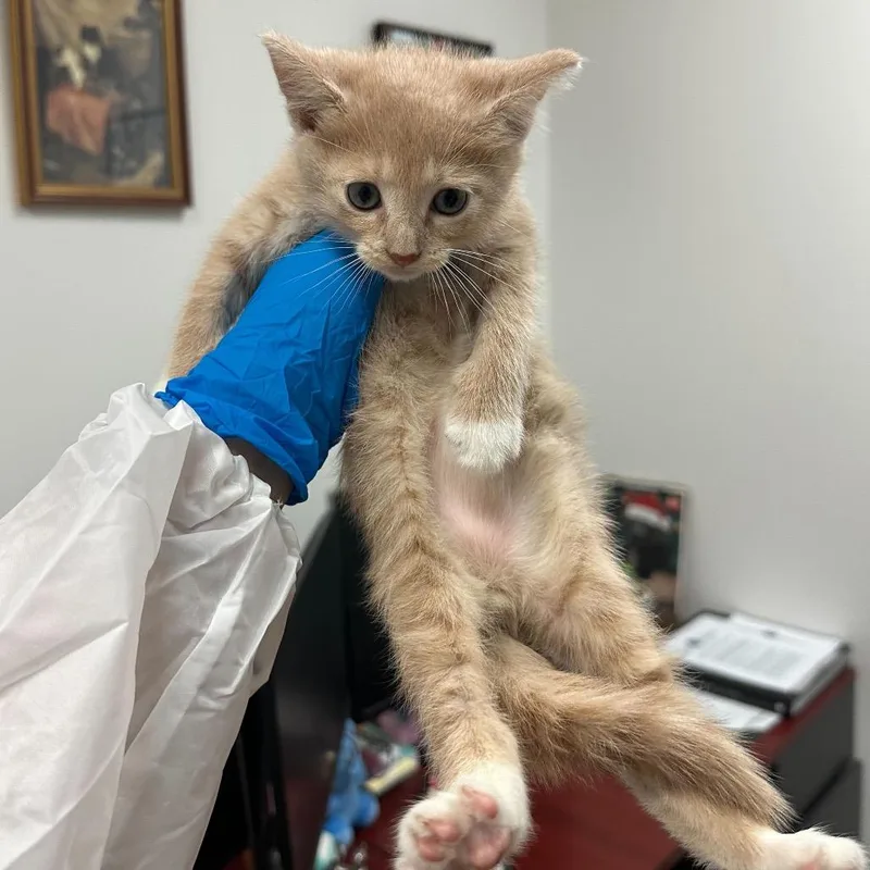 Finn