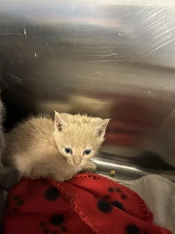 A baby small-sized male Domestic Short Hair cat named Cinnamon The Second for adoption in San Martin, CA