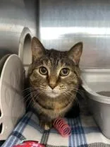 An adult medium-sized male Calico Domestic Short Hair cat named Byte for adoption in Manitowoc, WI