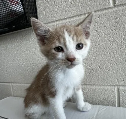 A baby small-sized male Domestic Short Hair cat named Sergio for adoption in Westland, MI
