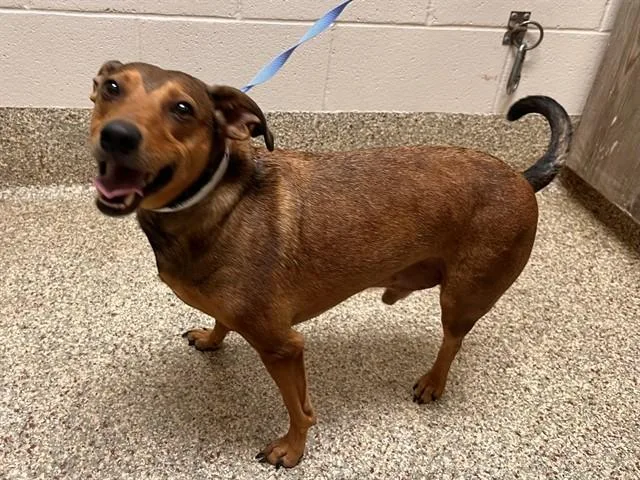 An adult medium-sized male Terrier dog named Rusty for adoption in Colorado Springs, CO