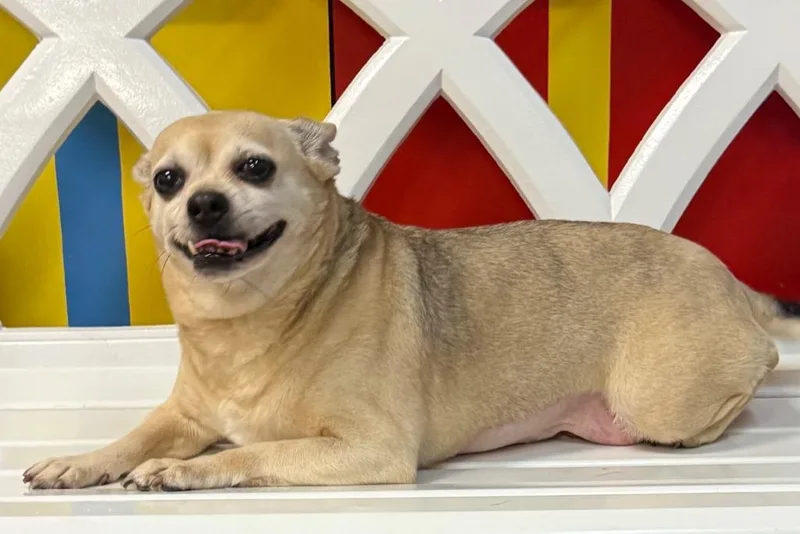 Potato Tot thumbnail 2