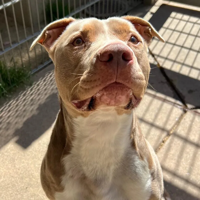 An adult medium-sized male Brown / Chocolate Mixed Breed dog named Beanie for adoption in San Francisco, CA