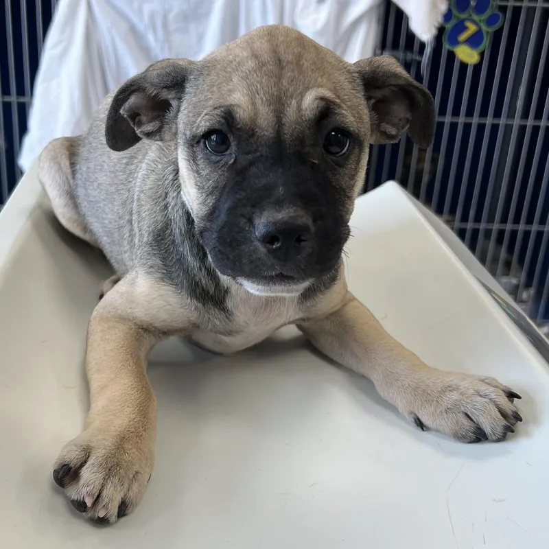 A baby small-sized female Apricot / Beige Mixed Breed dog named Tinker Bell for adoption in Las Cruces, NM