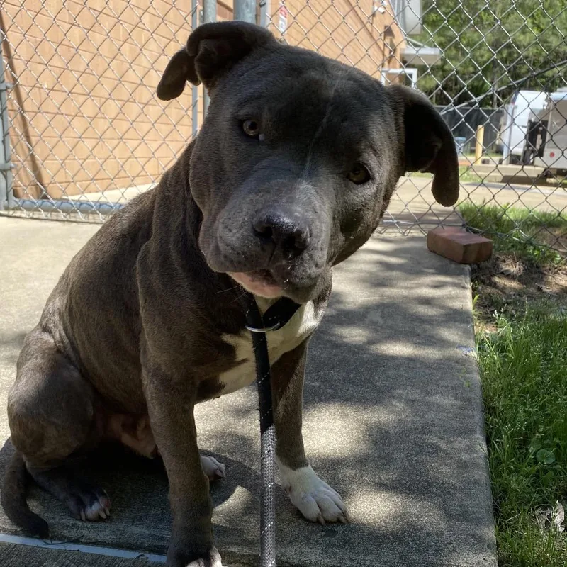 An adult medium-sized male Gray / Blue / Silver Mixed Breed dog named Dune Buggy for adoption in Columbus, GA