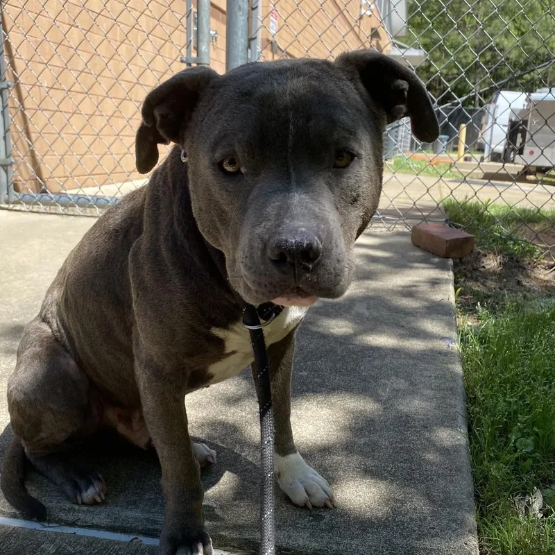 Dune Buggy thumbnail 2