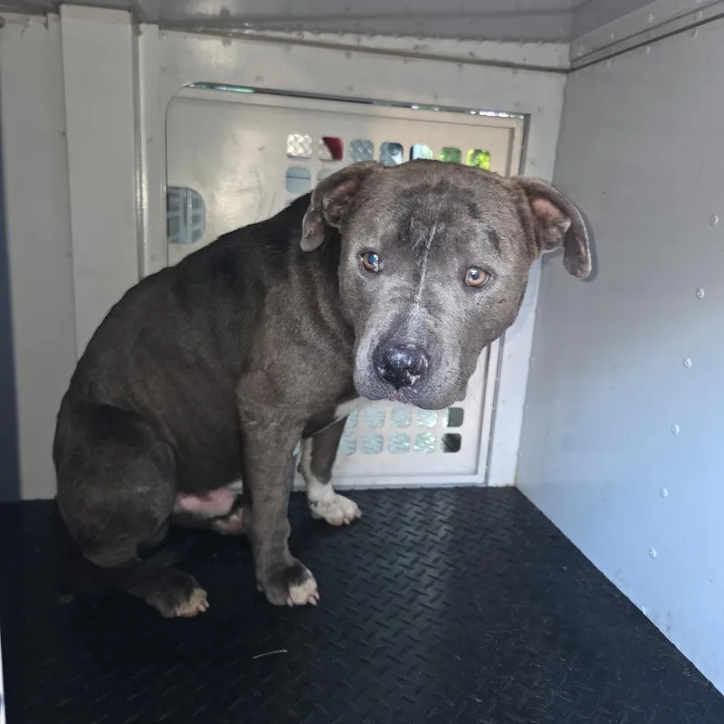 Dune Buggy thumbnail 3