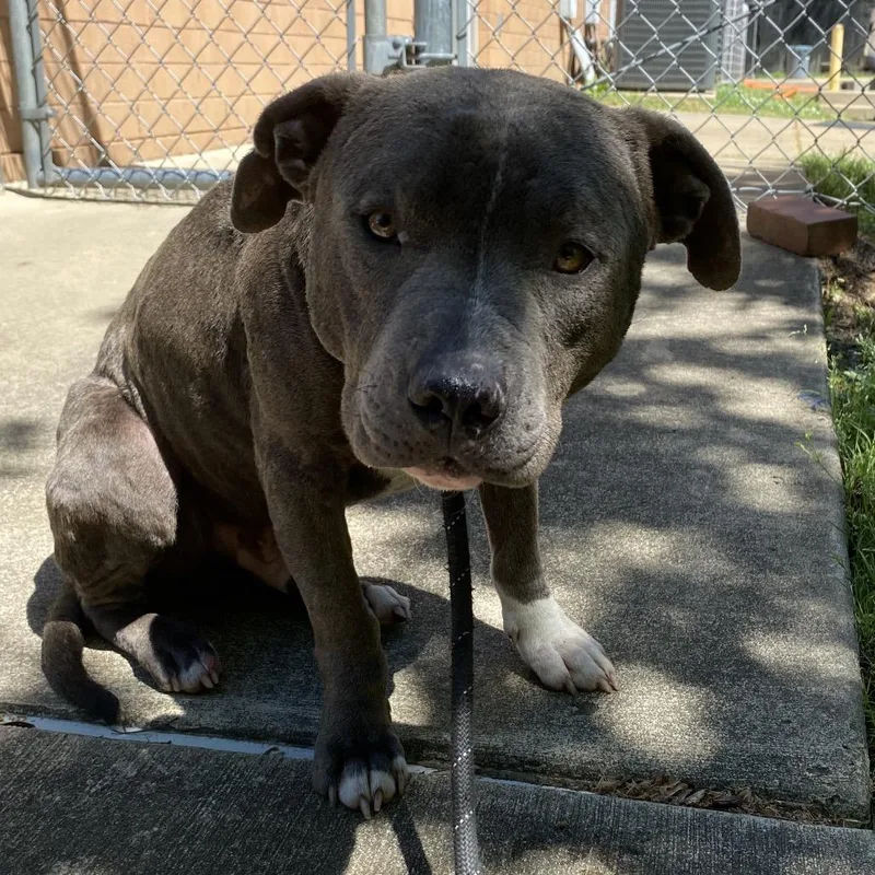 Dune Buggy thumbnail 4