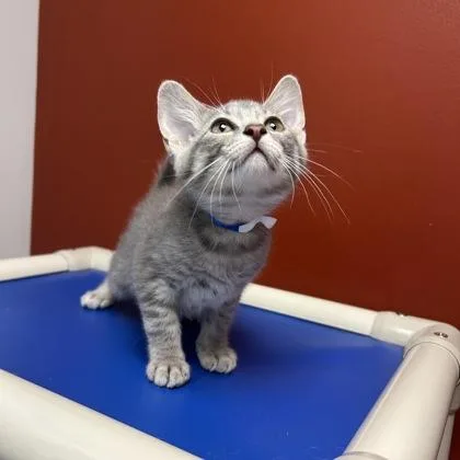 A baby small-sized female Domestic Short Hair cat named Magnolia Maggie for adoption in Janesville, WI